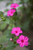 Cats, flowers, bugs, critters.... : Backyard life and pets etc...